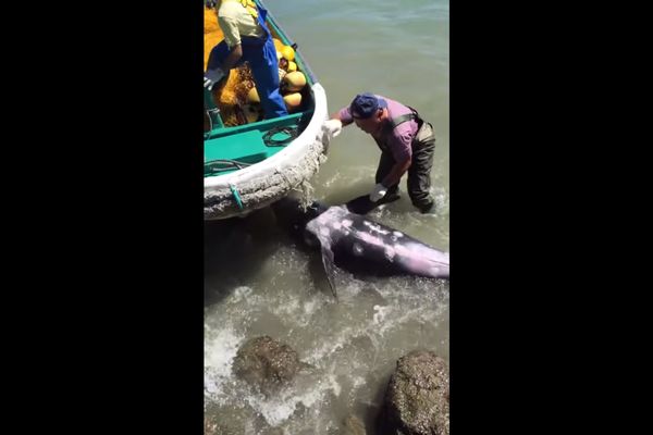 Uplašeni delfin NE USPEVA da pobegne lovcima u Japanu (VIDEO)