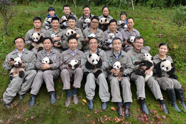 Stiglo 18 prinova: Kakva godina za kineske pande! (FOTO)