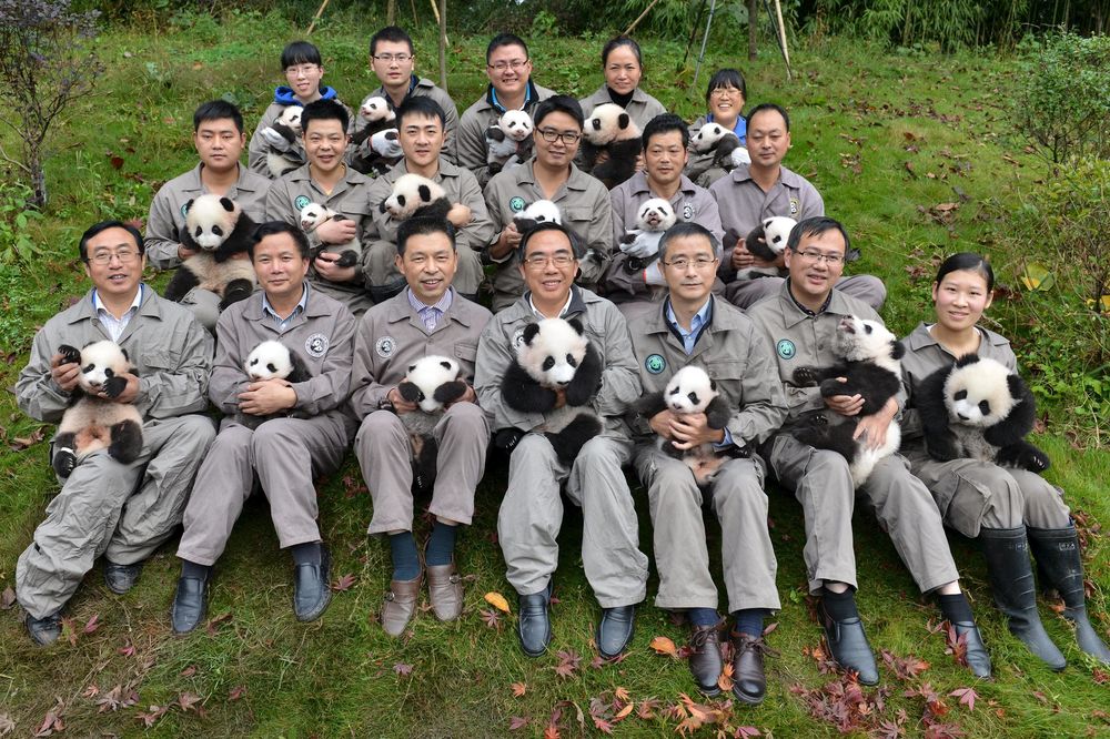 Stiglo 18 prinova: Kakva godina za kineske pande! (FOTO)