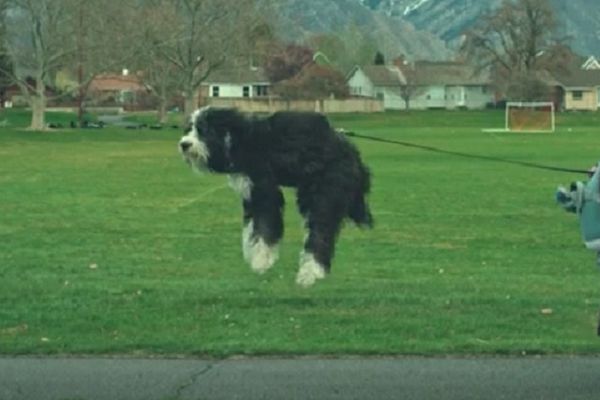 Kako je biti leteći pas? Najgotivnije na svetu, čak je uspeo i cicu da startuje (VIDEO)