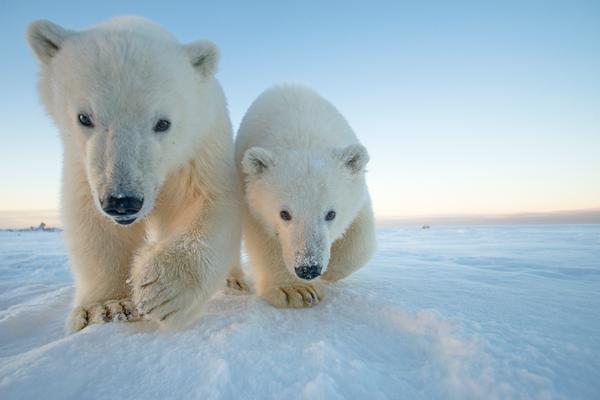 SRAŠNO PREDVIĐANJE NAUČNIKA! Polarni medvedi će nestati do 2100. godine