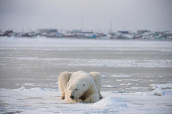 HOROR NA ZAPADU ALJASKE: Polarni medved upao u selo i UBIO ŽENU I DETE!