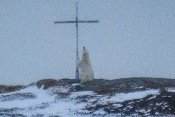 SLIKA KOJA JE ZAPREPASTILA SVET: Polarni medved ispred krsta na Arktiku (FOTO)